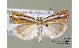 Crambus silvellus