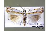 Crambus Crambus