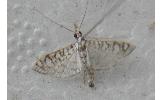 Glyphodes fenestratus