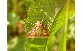 Ostrinia palustralis memnialis