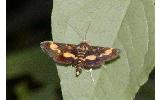 Pyrausta mutuurai