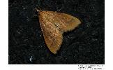 Pyrausta noctualis