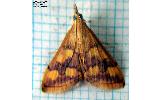 Pyrausta panopealis