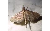 Bradina trigonalis