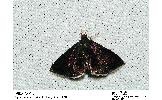 Pyrausta limbata