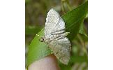 Herpetogramma sp.