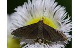 Pyrausta limbata