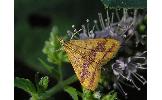 Pyrausta panopealis