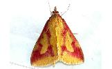 Ostrinia palustralis memnialis