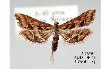 Diasemia accalis