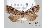 Udea orbicentralis