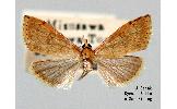 Udea stationalis