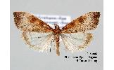 Udea stigmatalis