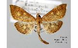 Anania egentalis