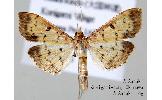 Herpetogramma cynarale