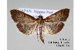 Herpetogramma licarsisale