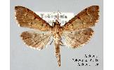 Herpetogramma rudis