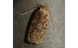 Agonopterix kaekeritziana