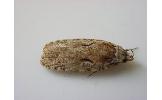 Agonopterix l-nigrum