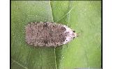 Agonopterix multiplicella