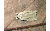 Agonopterix pallidior