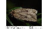 Agonopterix sumizome