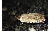 Agonopterix laterella