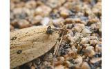 Agonopterix encentra