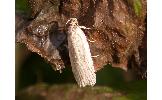 Agonopterix laterella