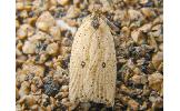 Agonopterix encentra