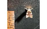 Deuterogonia Deuterogonia