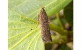 Helcystogramma Helcystogramma