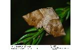 Endropiodes Endropiodes