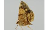 Epholca arenosa