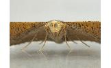 Plesiomorpha Plesiomorpha