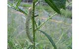 Ascotis selenaria cretacea