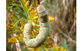 Ascotis selenaria cretacea