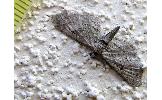 Eupithecia sp.