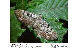 Eupithecia Eupithecia