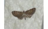 Eupithecia Eupithecia