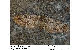 Eupithecia Eupithecia