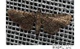 Eupithecia Eupithecia