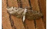 Eupithecia Eupithecia