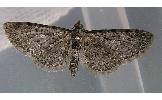 Eupithecia Eupithecia