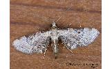 Eupithecia Eupithecia