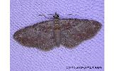 Eupithecia Eupithecia