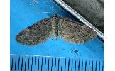 Eupithecia Eupithecia