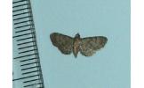 Eupithecia Eupithecia