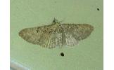 Eupithecia Eupithecia