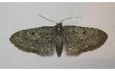 Eupithecia Eupithecia